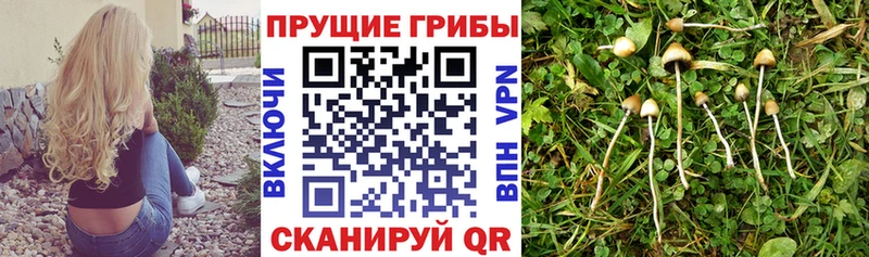МЕГА   цены наркотик  Алзамай  Псилоцибиновые грибы Cubensis 